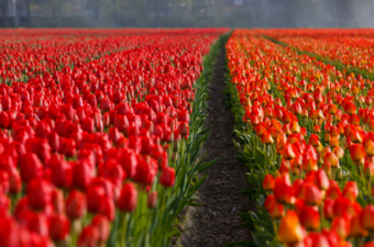 Orange Tulip Field