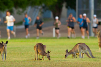 cangurus em campus na Austrália