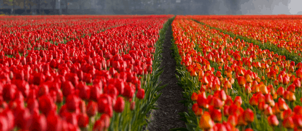 Orange Tulip Field