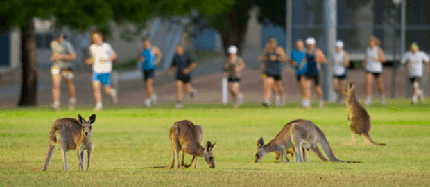 cangurus em campus na Austrália