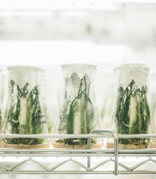 Tubos de ensaio com plantas dentro - bolsas de pesquisa de curto prazo
