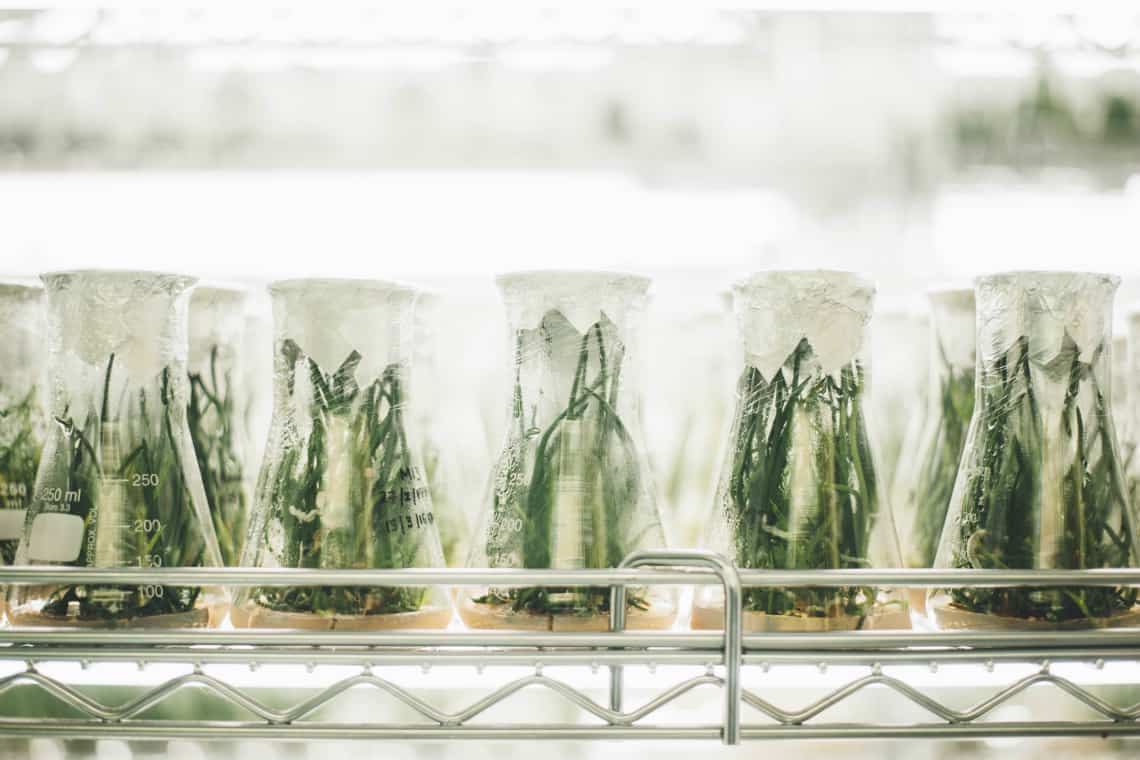 Tubos de ensaio com plantas dentro - bolsas de pesquisa de curto prazo