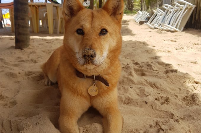 Um cão deitado na areia com o focinho ujo