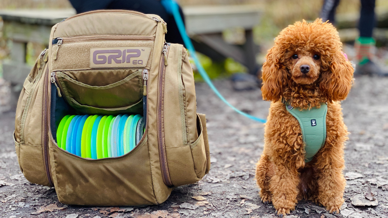 Cachorro de coleira ao lado de uma mochila