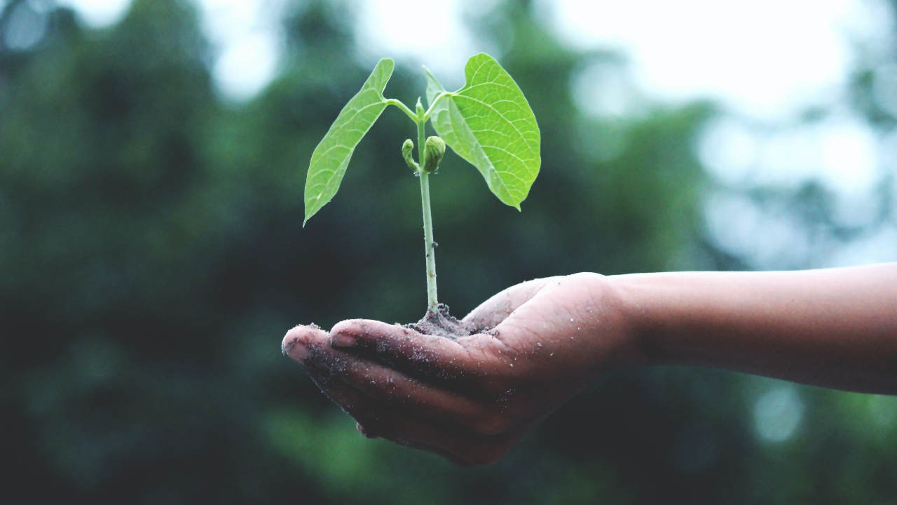 Mão segurando uma planta - bolsa para pós em sustentabilidade