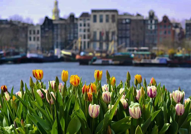 Terra das tulipas e das bicicletas: tudo sobre intercâmbio na Holanda